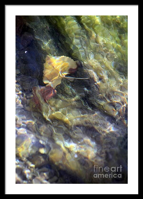 Liquid Leaves 2 - Framed Print