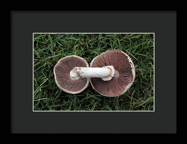 Mushroom Duet - Framed Print