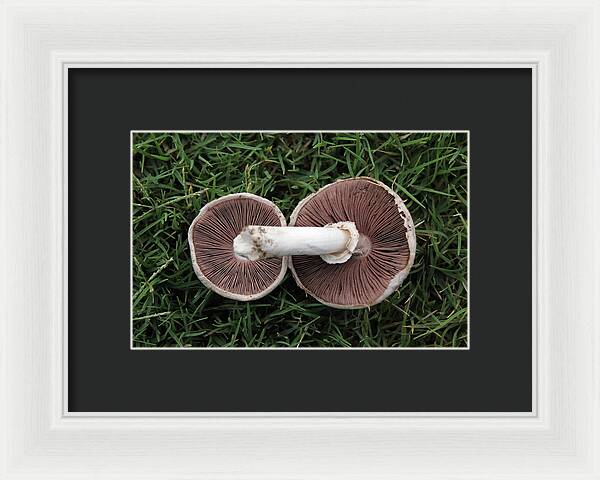 Mushroom Duet - Framed Print