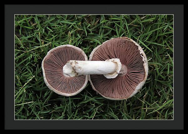 Mushroom Duet - Framed Print