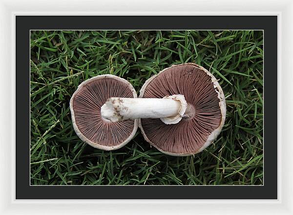 Mushroom Duet - Framed Print