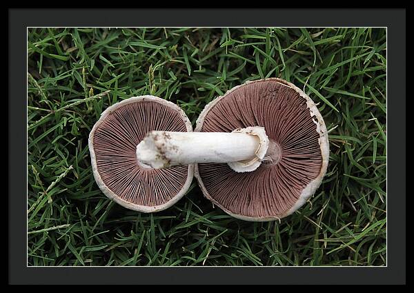 Mushroom Duet - Framed Print