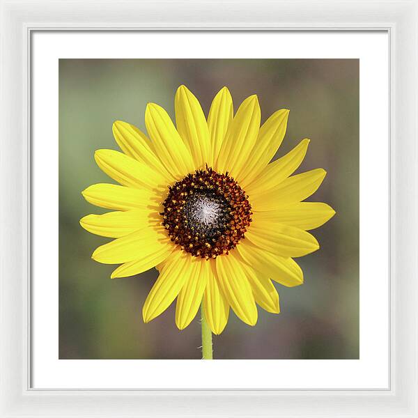 Single Susan Squared - Framed Print