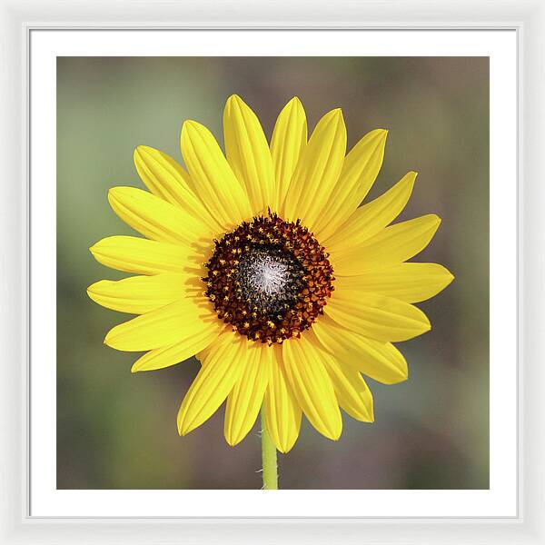 Single Susan Squared - Framed Print
