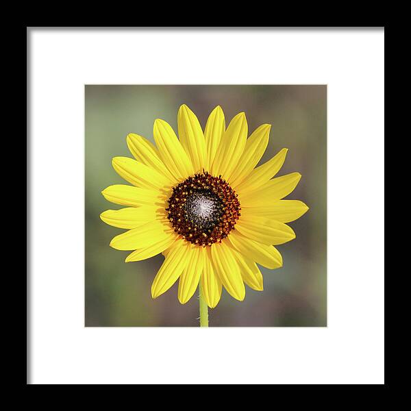 Single Susan Squared - Framed Print