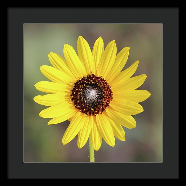 Single Susan Squared - Framed Print