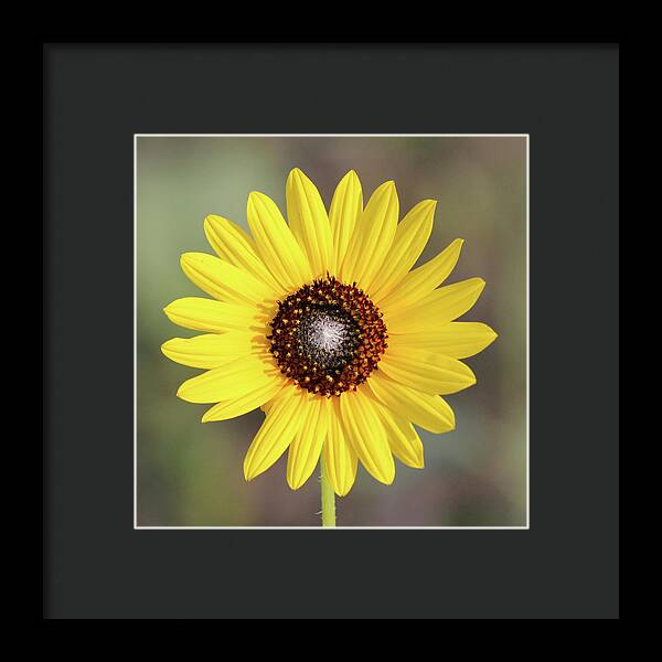 Single Susan Squared - Framed Print