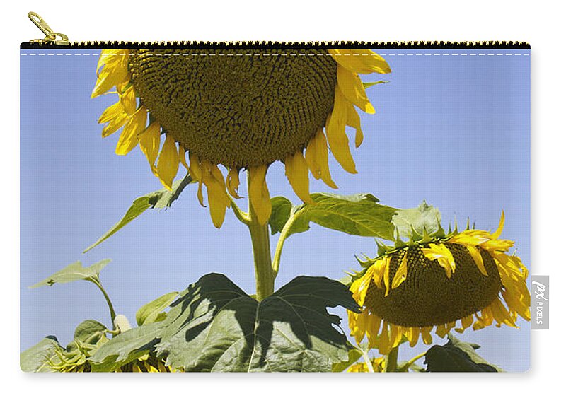 Sun Power - Zip Pouch