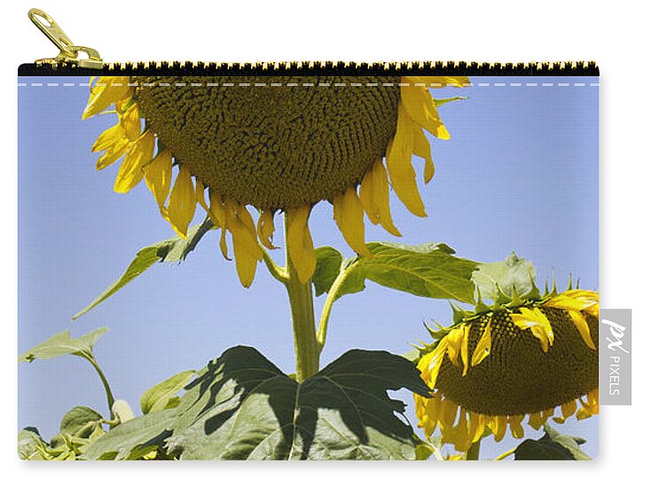 Sun Power - Zip Pouch