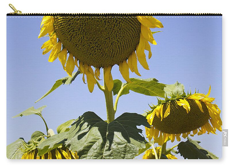 Sun Power - Zip Pouch