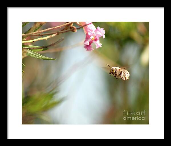 The Pollinator - Framed Print