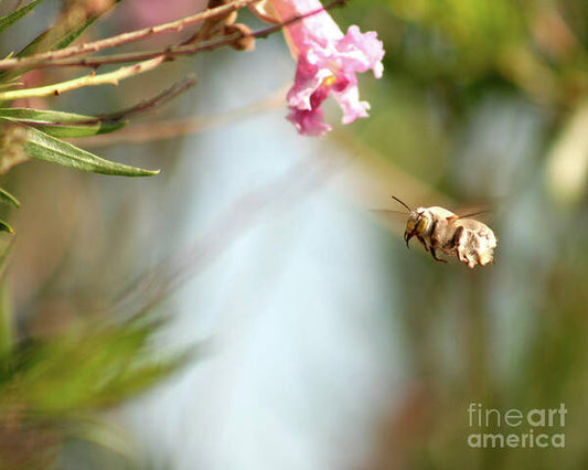 The Pollinator - Art Print