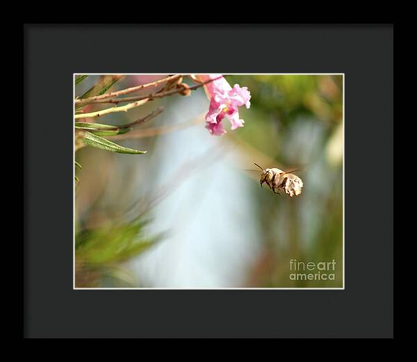 The Pollinator - Framed Print