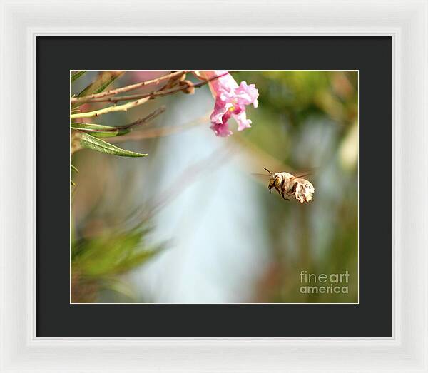 The Pollinator - Framed Print