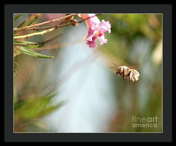 The Pollinator - Framed Print