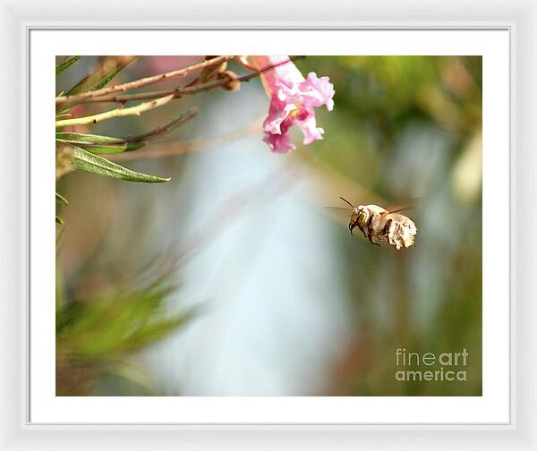 The Pollinator - Framed Print