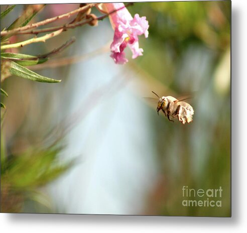 The Pollinator - Metal Print