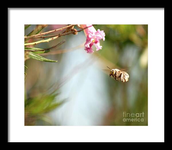 The Pollinator - Framed Print