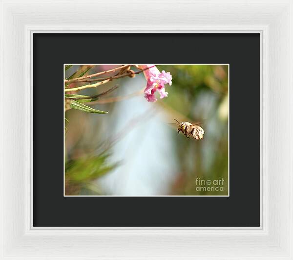 The Pollinator - Framed Print