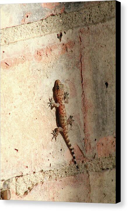 The Wall Walker - Canvas Print