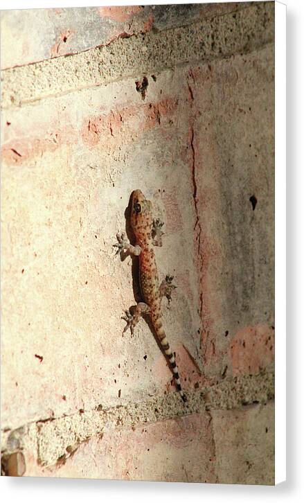 The Wall Walker - Canvas Print