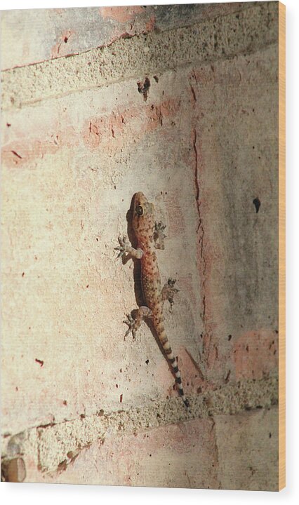 The Wall Walker - Wood Print