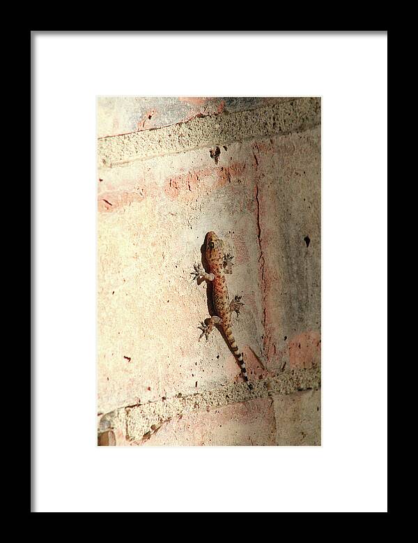 The Wall Walker - Framed Print