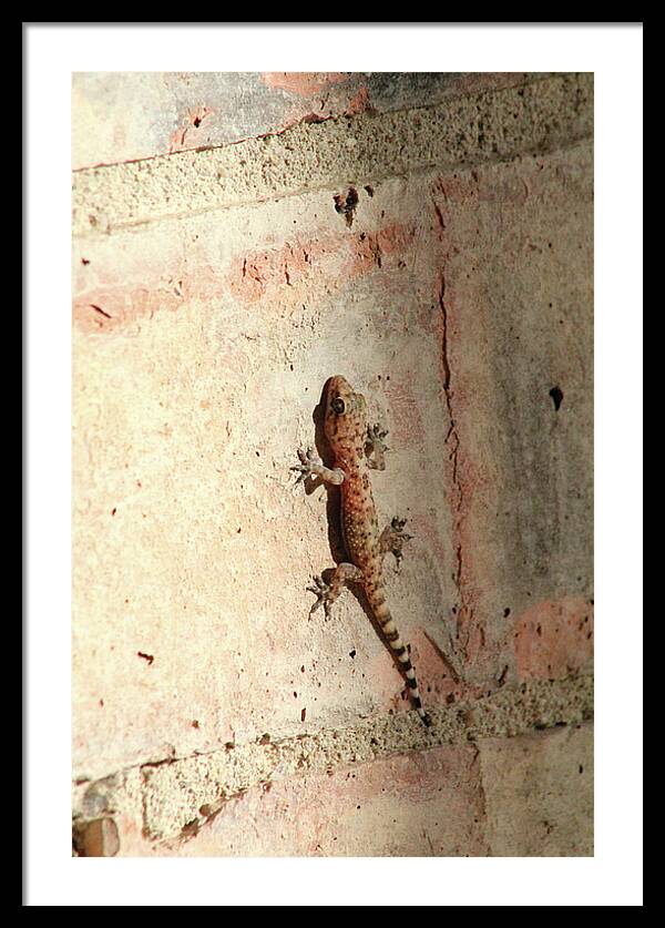 The Wall Walker - Framed Print