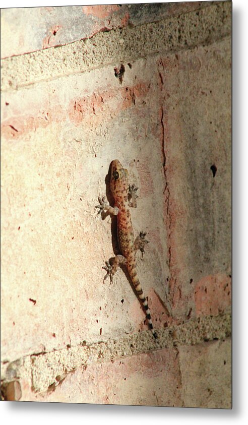 The Wall Walker - Metal Print