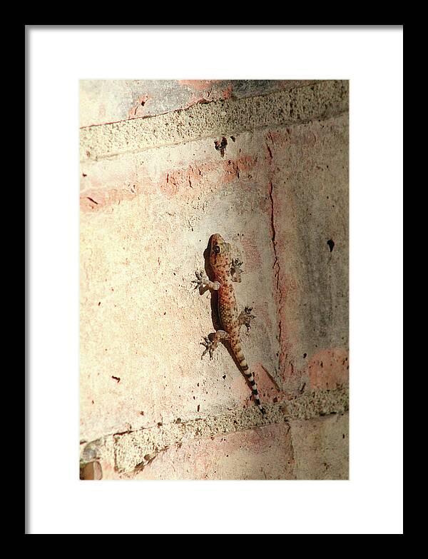 The Wall Walker - Framed Print
