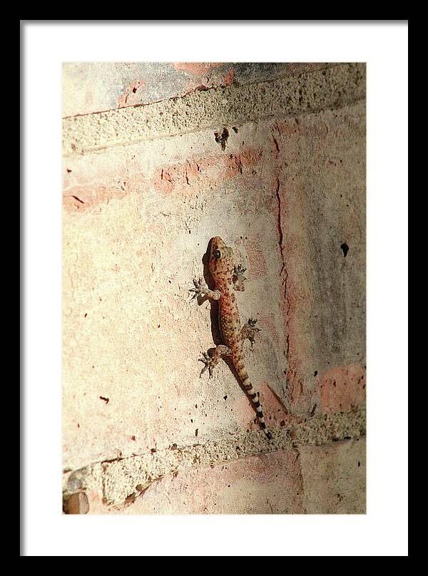 The Wall Walker - Framed Print