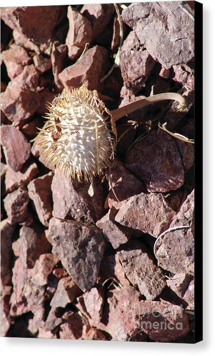 Thistle Fractures - Canvas Print