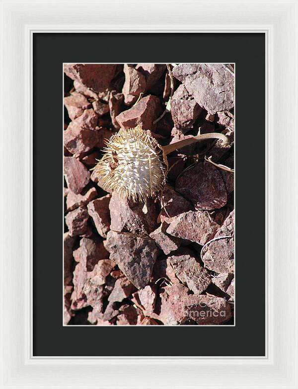 Thistle Fractures - Framed Print