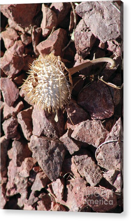 Thistle Fractures - Acrylic Print
