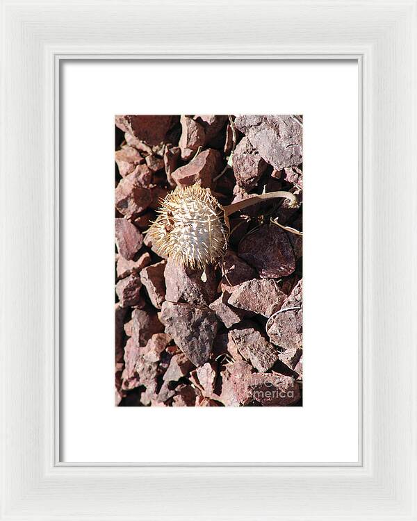 Thistle Fractures - Framed Print