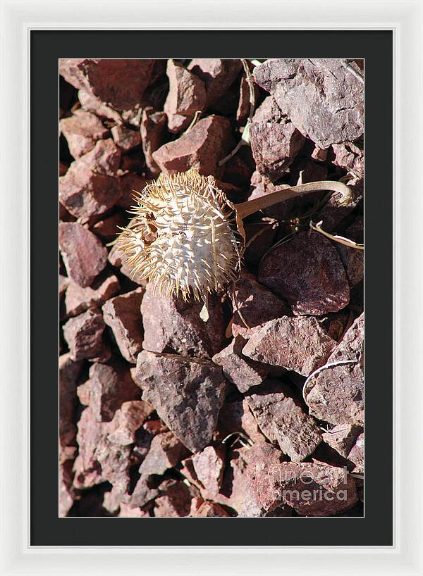Thistle Fractures - Framed Print