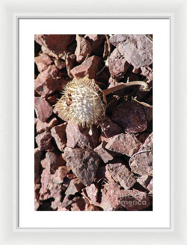 Thistle Fractures - Framed Print