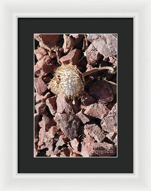 Thistle Fractures - Framed Print