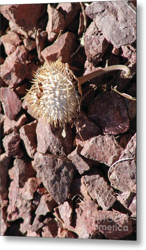 Thistle Fractures - Metal Print
