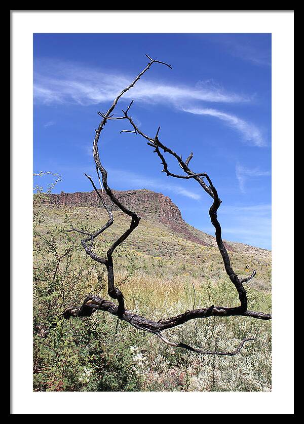 Twig Window - Framed Print