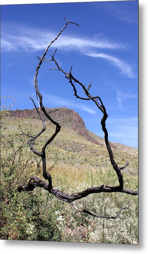 Twig Window - Metal Print
