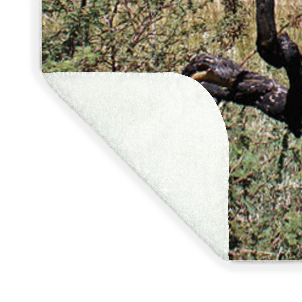 Twig Window - Blanket
