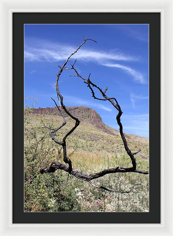 Twig Window - Framed Print