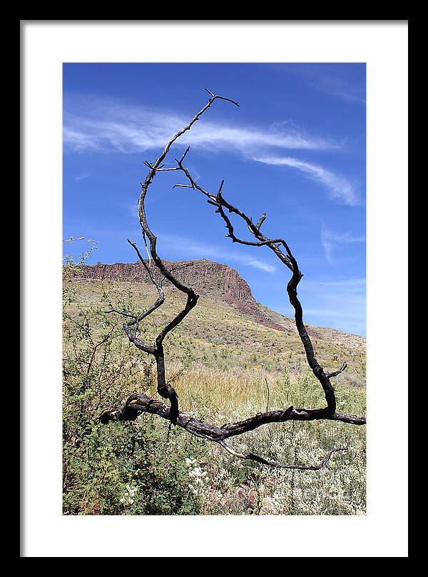 Twig Window - Framed Print