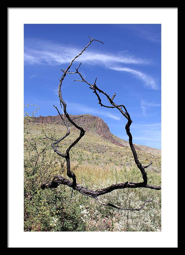 Twig Window - Framed Print