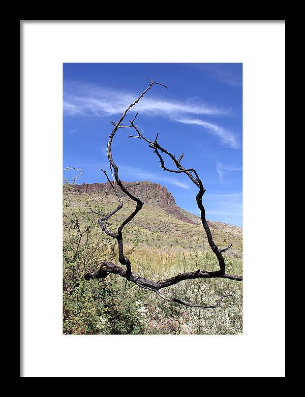 Twig Window - Framed Print