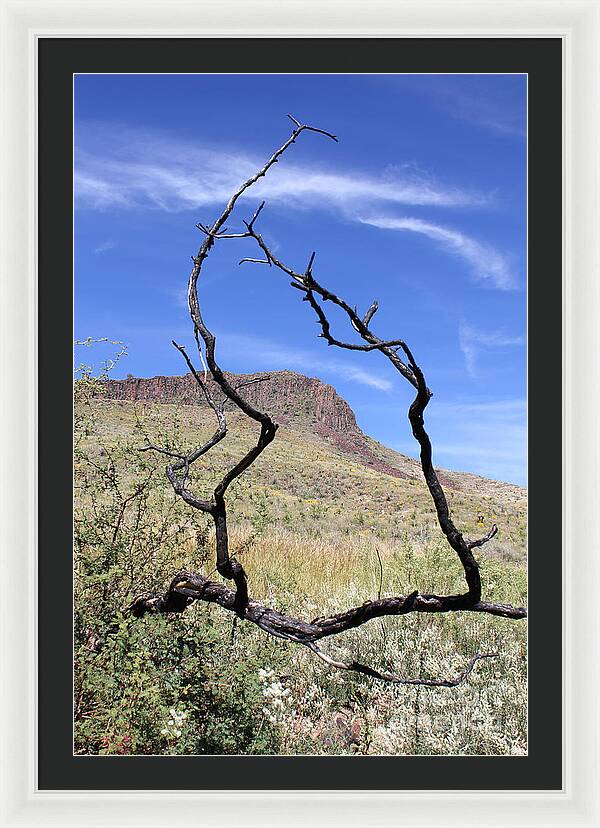 Twig Window - Framed Print