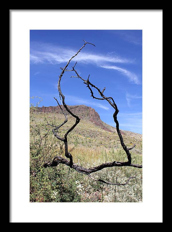 Twig Window - Framed Print