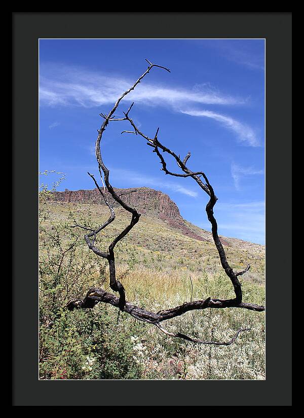 Twig Window - Framed Print