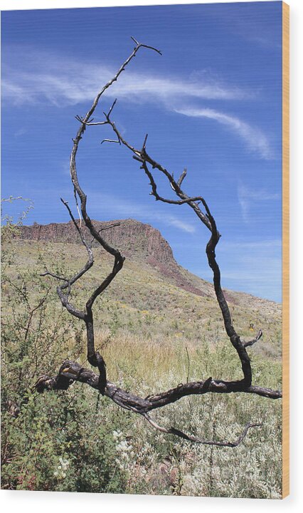 Twig Window - Wood Print